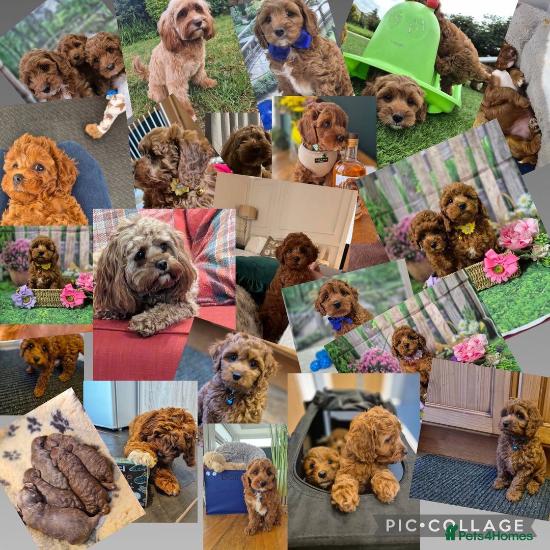Cavapoo dogs for sale: 5 Star licenced breeder ** 2 girls available ** - Image 11