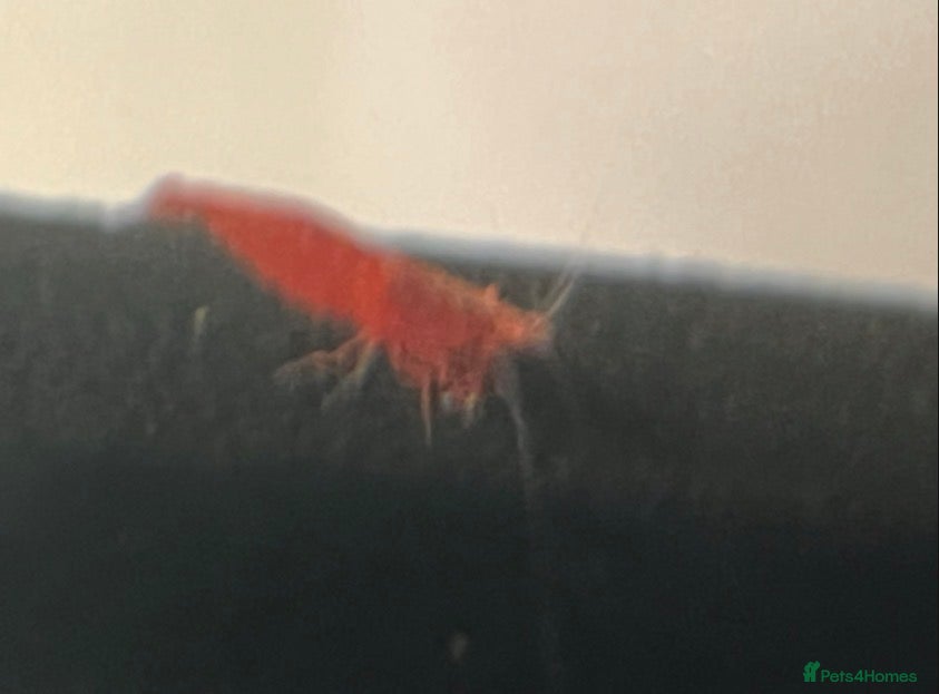 Shrimps fish Red cherry and blue dream shrimp for £2 - Advert 1