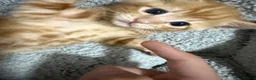 Mixed Breed cats for sale: Beautiful Ginger Boy Kitten 🧡 in Eastbourne - Advert 4
