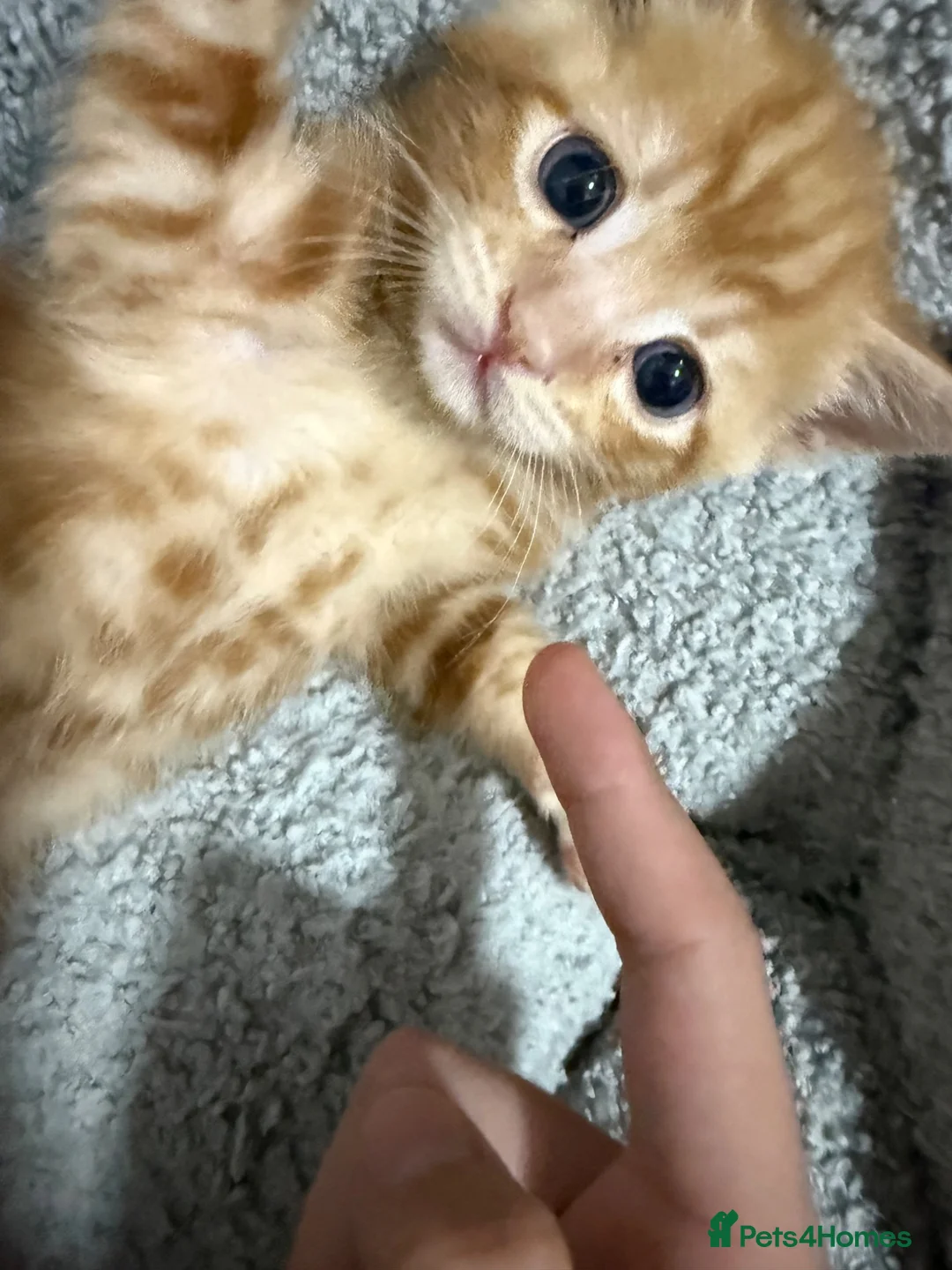 Mixed Breed cats for sale: Beautiful Ginger Boy Kitten 🧡 in Eastbourne - Advert 4