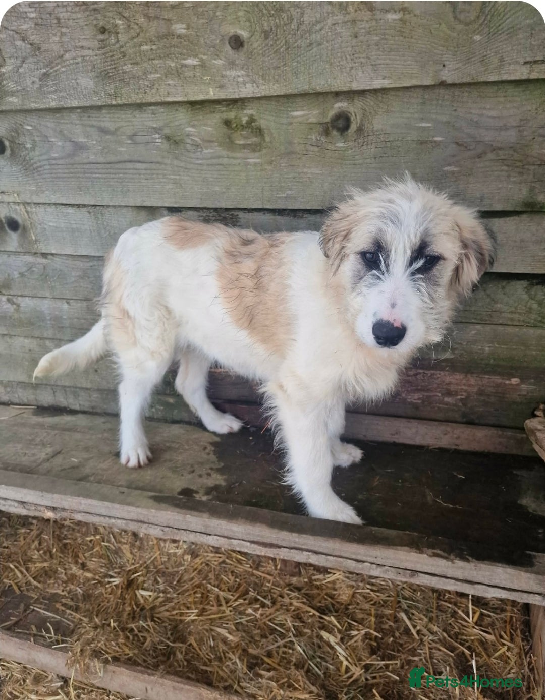 Mixed Breed dogs for adoption: MACARENA ( FOSTER TO ADOPT) - Advert 1