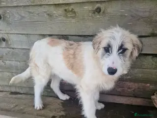 Mixed Breed dogs MACARENA ( FOSTER TO ADOPT) - Advert 3