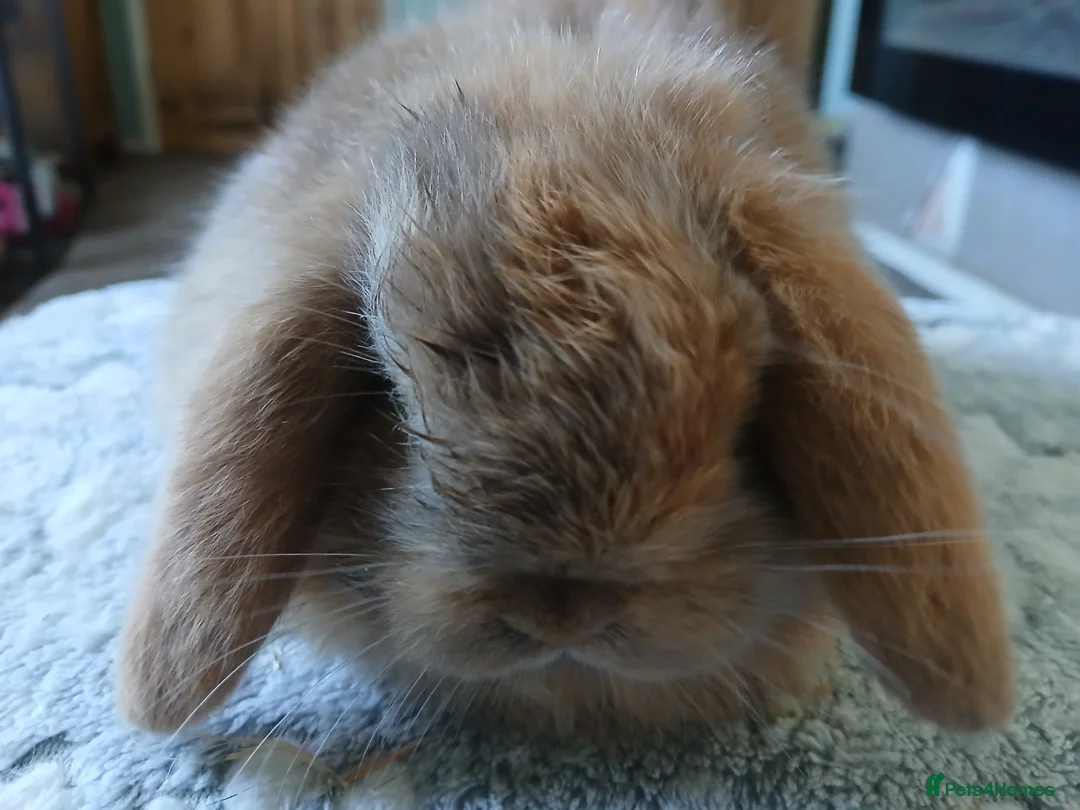 Mini Lop rabbits for sale: Stunning mini lop baby rabbit  - Advert 6