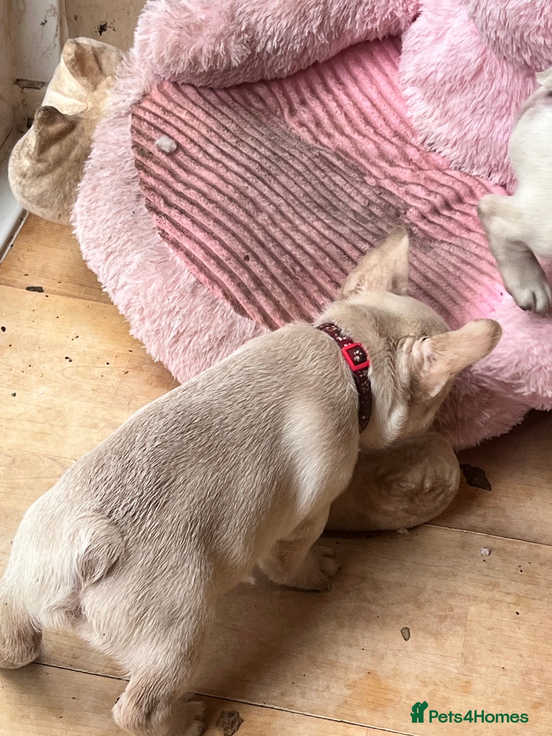 French Bulldog dogs for sale: Beautiful French Bulldog Puppies - Image 33