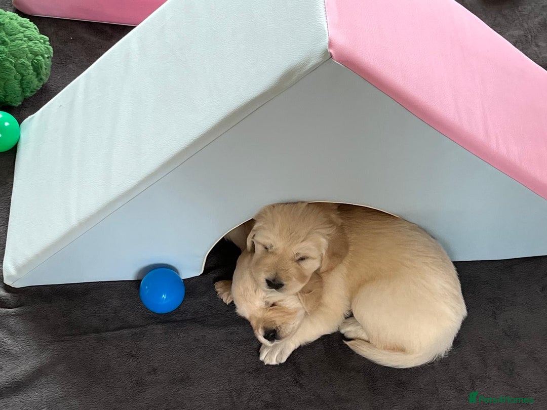 Golden Retriever dogs for sale: Fluffy Cream & Gold Golden Retriever Puppies - Image 23