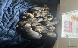 Dachshund dogs for sale: Kc Standard Wire Haired Dachshund Puppies - Image 24