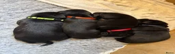 Labrador Retriever dogs for sale: Two Black KC Reg Labrador bitches from litter  in Yelverton - Advert 14