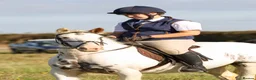 Irish Cob horses for sale: Big Betty in Huntingdon - Advert 4