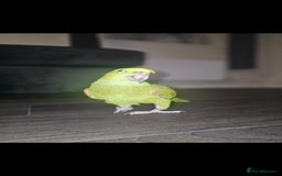 Parrots birds for sale: Yelow nape amazon - Image 23