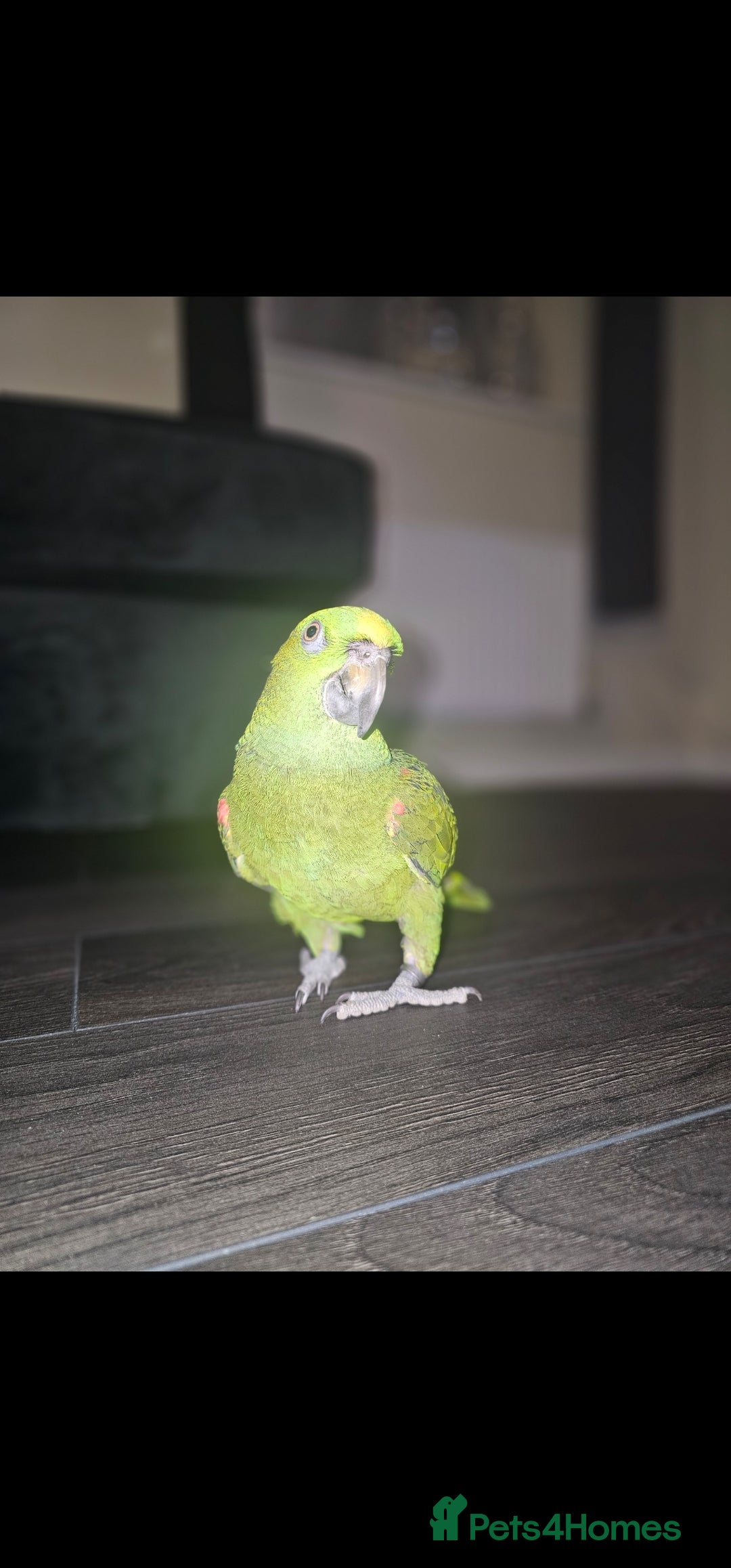 Parrots birds for sale: Yelow nape amazon - Image 23