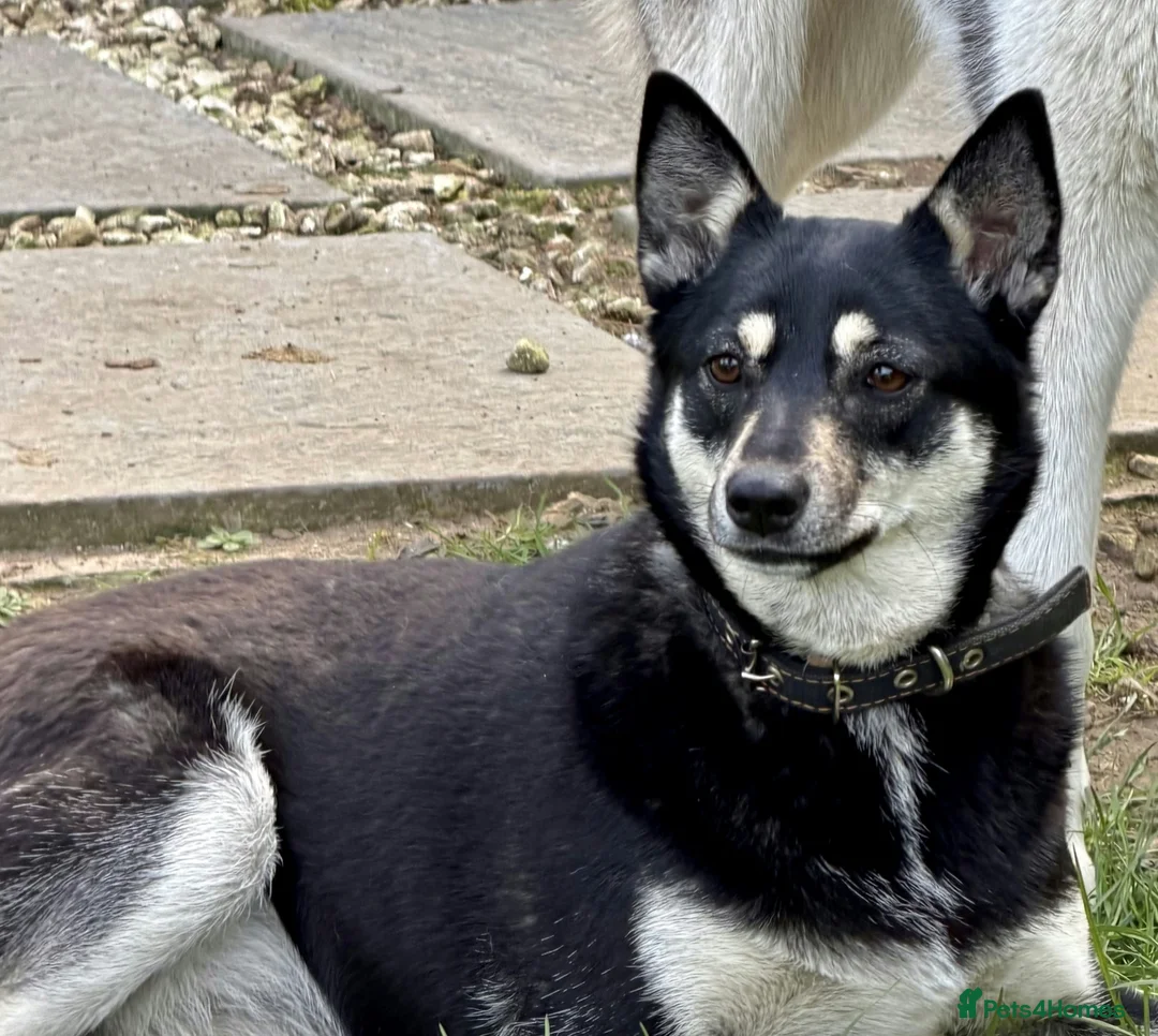 German Shepherd dogs for adoption: 🐾 JANE – Female German Shepherd 🐾 - Advert 2