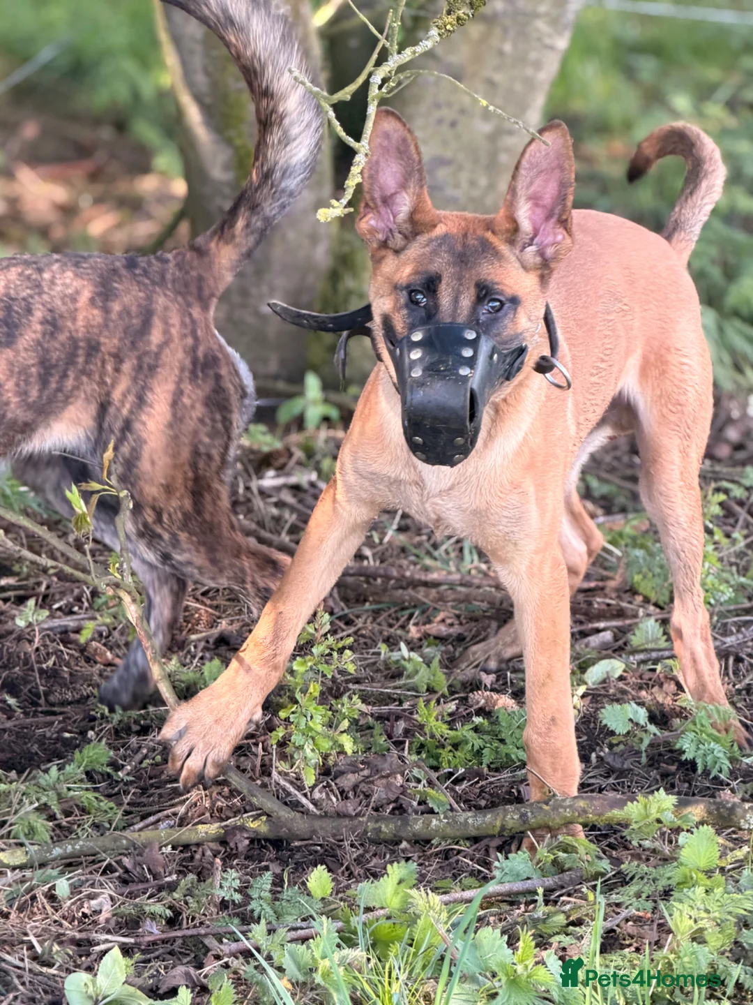 Belgian Shepherd Dog dogs for sale: Serious working puppy  - Advert 1