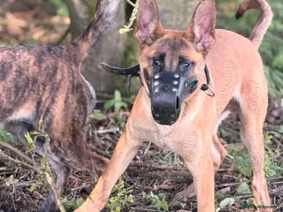 Belgian Shepherd Dog dogs Serious working puppy - Advert 4