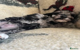 Cockapoo dogs for sale: 1st vac! Extensively health tested F1 cockerpoos   in Goole - Image 3