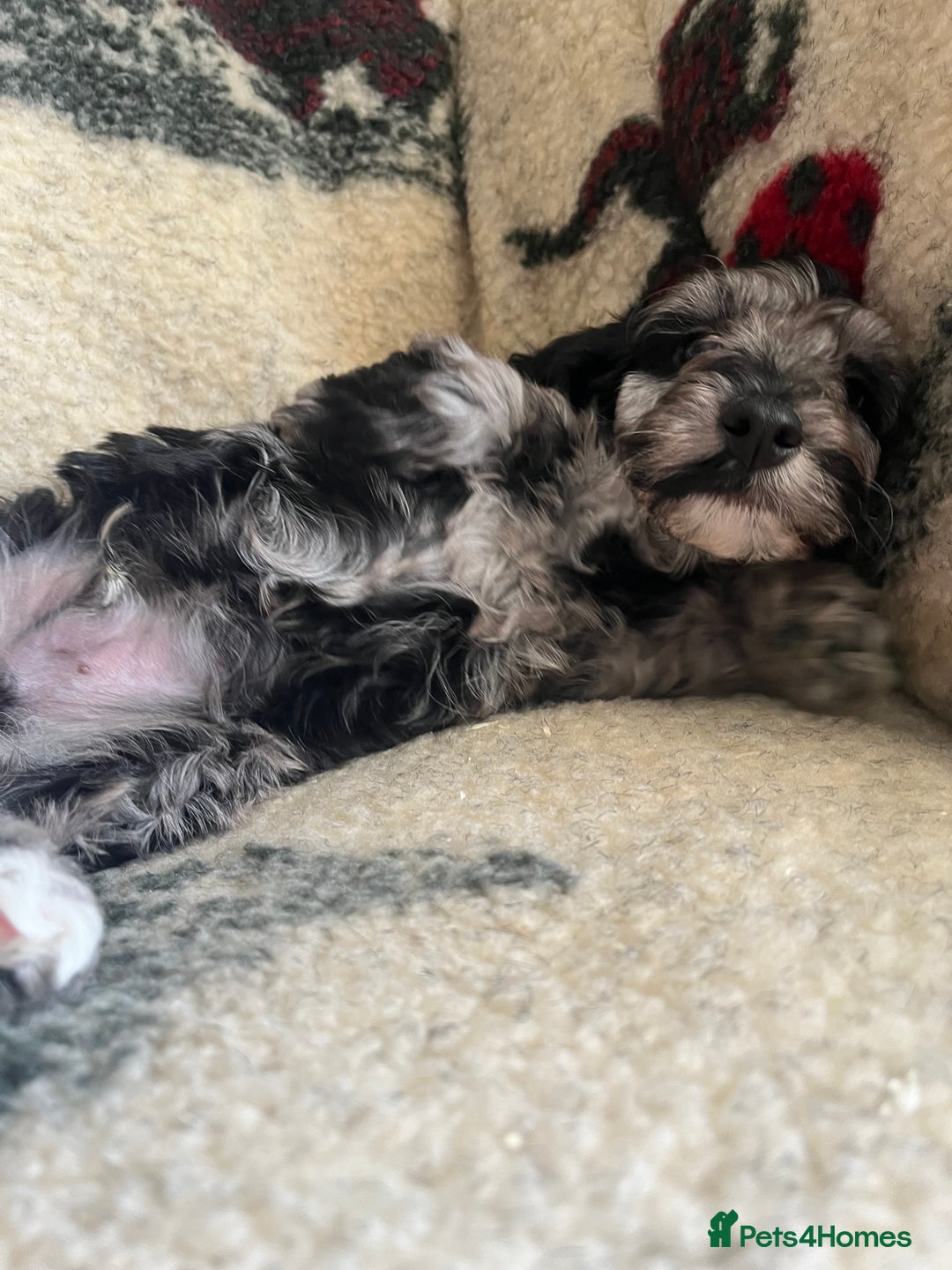 Cockapoo dogs for sale: 1st vac! Extensively health tested F1 cockerpoos   in Goole - Image 3