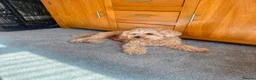 Mixed Breed dogs for sale: Cocker Spaniel/Poochon in Blackburn - Advert 6