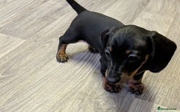 Miniature Dachshund dogs for sale: Beautiful Miniature Dachshund Puppies - Image 6
