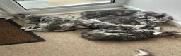 Maine Coon cats for sale: Maincoones kittens in Ruthin - Advert 3
