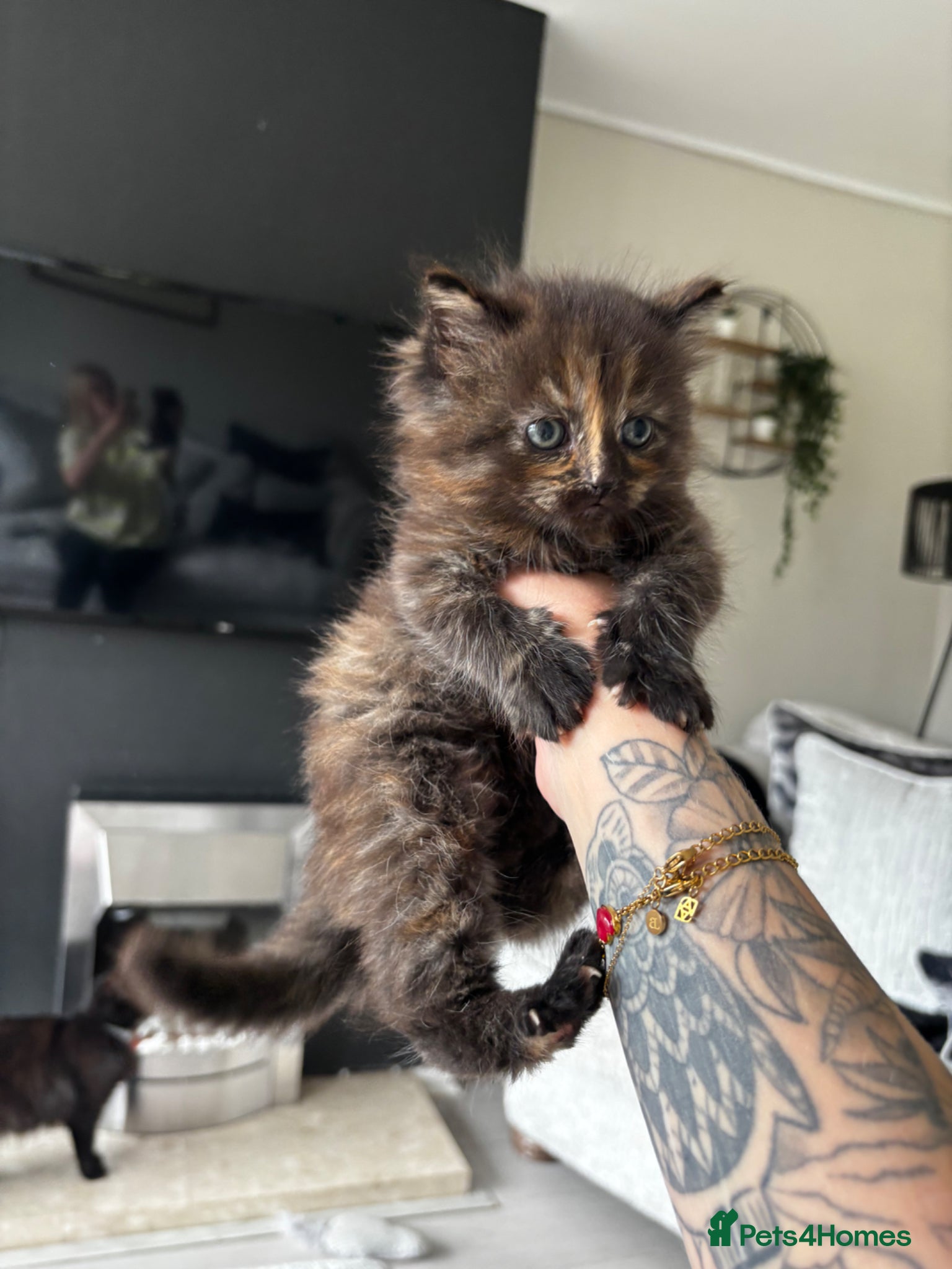 Mixed Breed cats Beautiful litter of fluffy kittens  - Advert 13