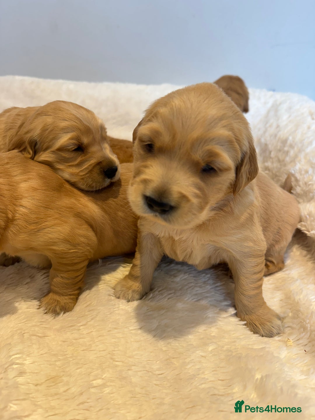 Golden Retriever dogs for sale: Beautiful KC Golden Retriever’s Health tested - Advert 6