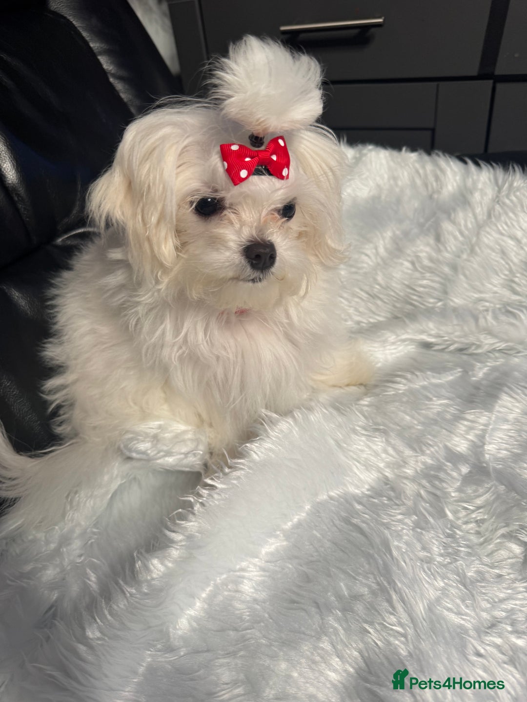 Maltese dogs for sale: ✨ Korean Maltese Hypoallergenic pure breed Girls ✨ - Advert 1
