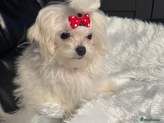 Maltese dogs ✨ Korean Maltese Hypoallergenic pure breed Girls ✨ - Advert 4