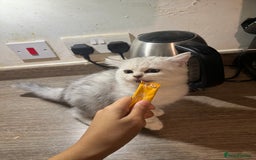 Scottish Fold cats for sale: Scottish Fold Kittens Ready for Loving Homes - Image 4