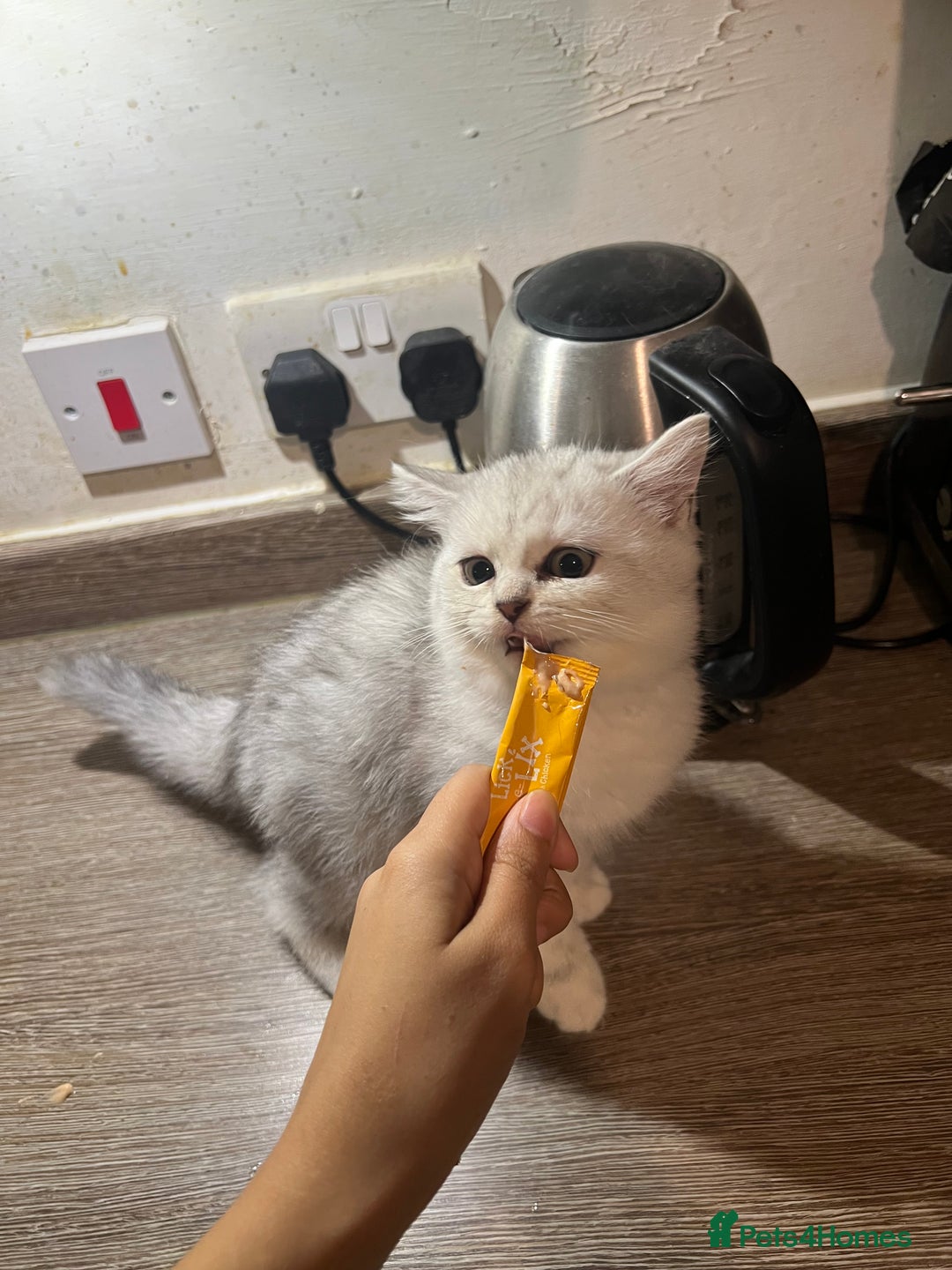 Scottish Fold cats for sale: Scottish Fold Kittens Ready for Loving Homes - Image 4
