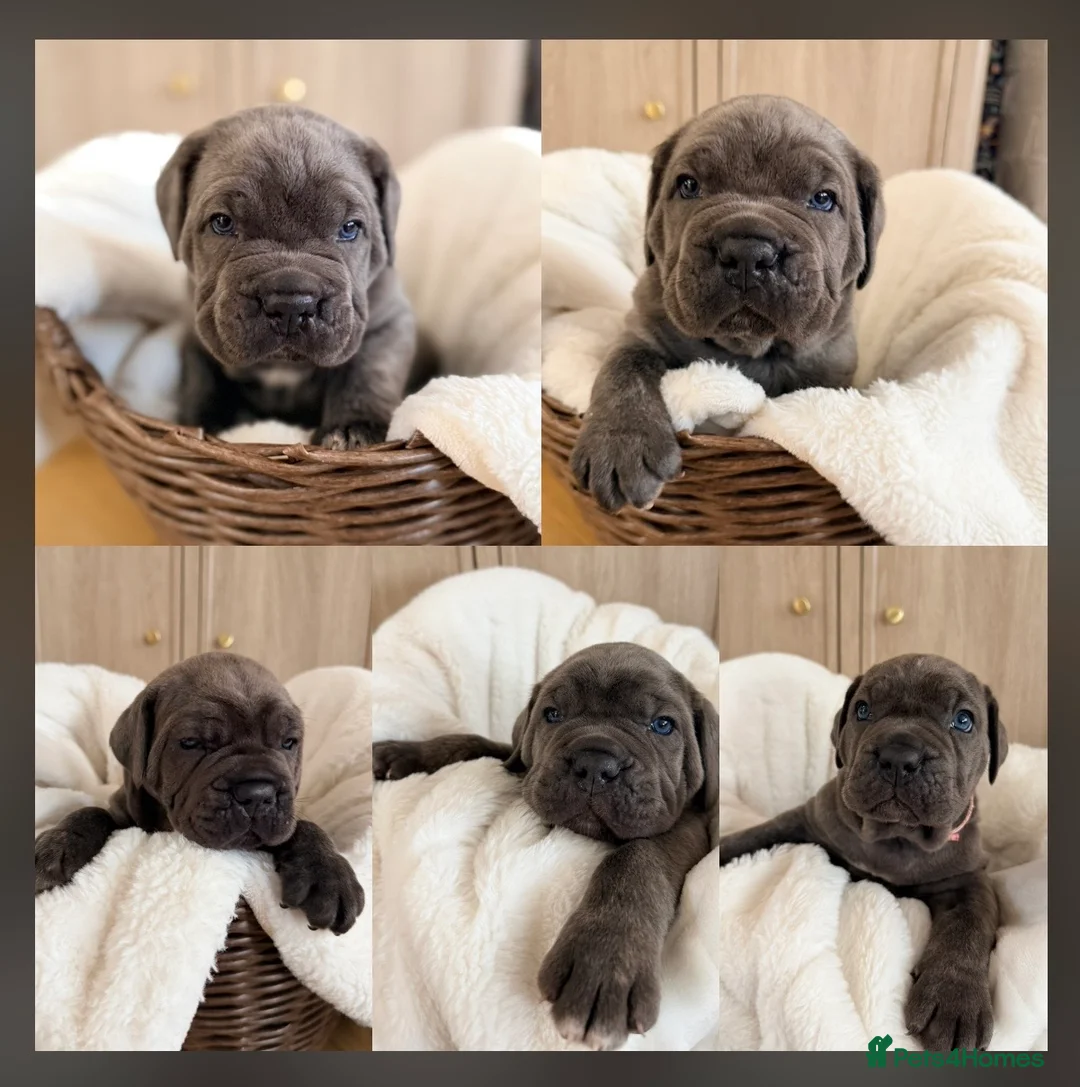 Gallery Image {{count}}