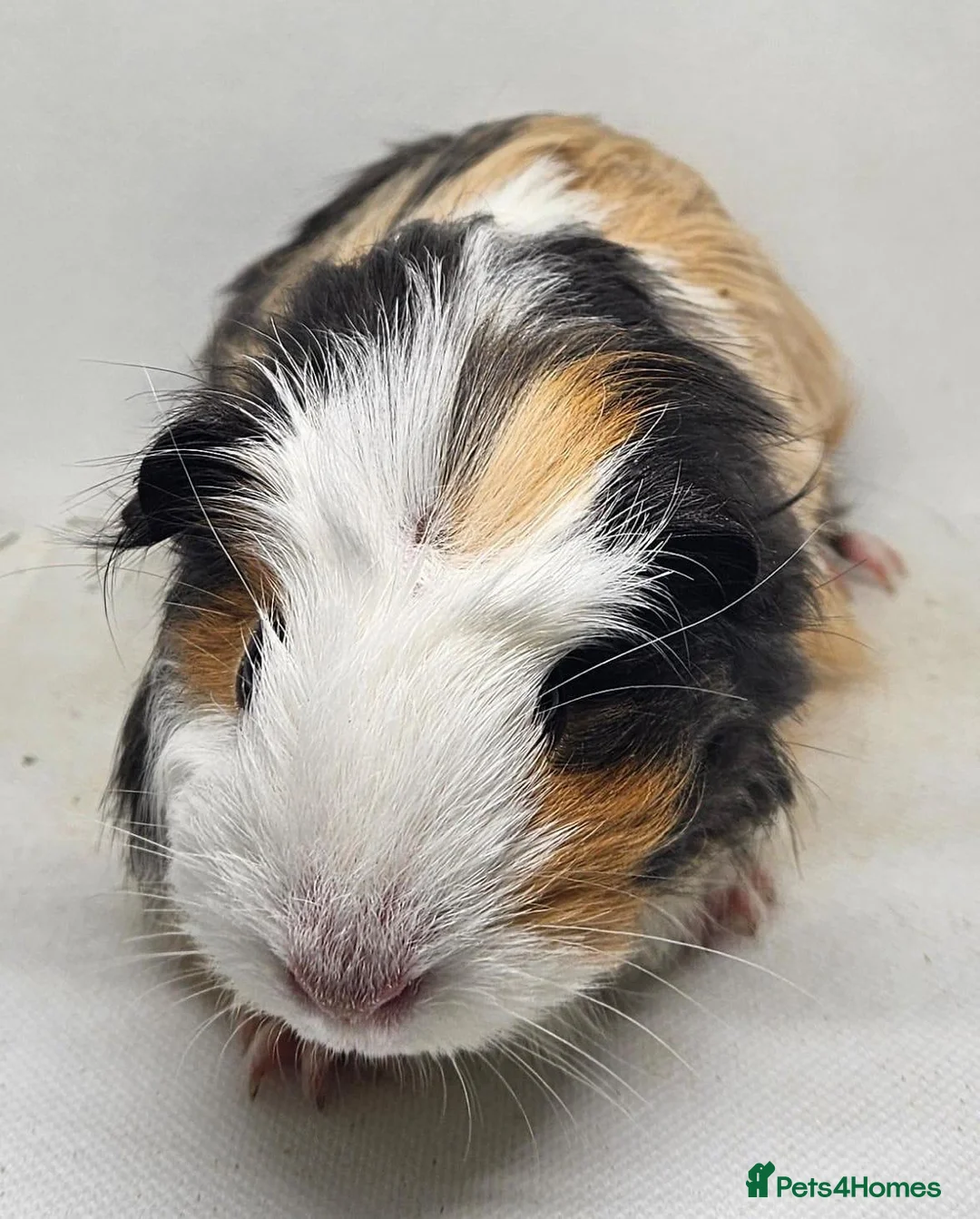 Guinea Pig rodents for sale: Two lovely guinea pig sows 💕 - Advert 2