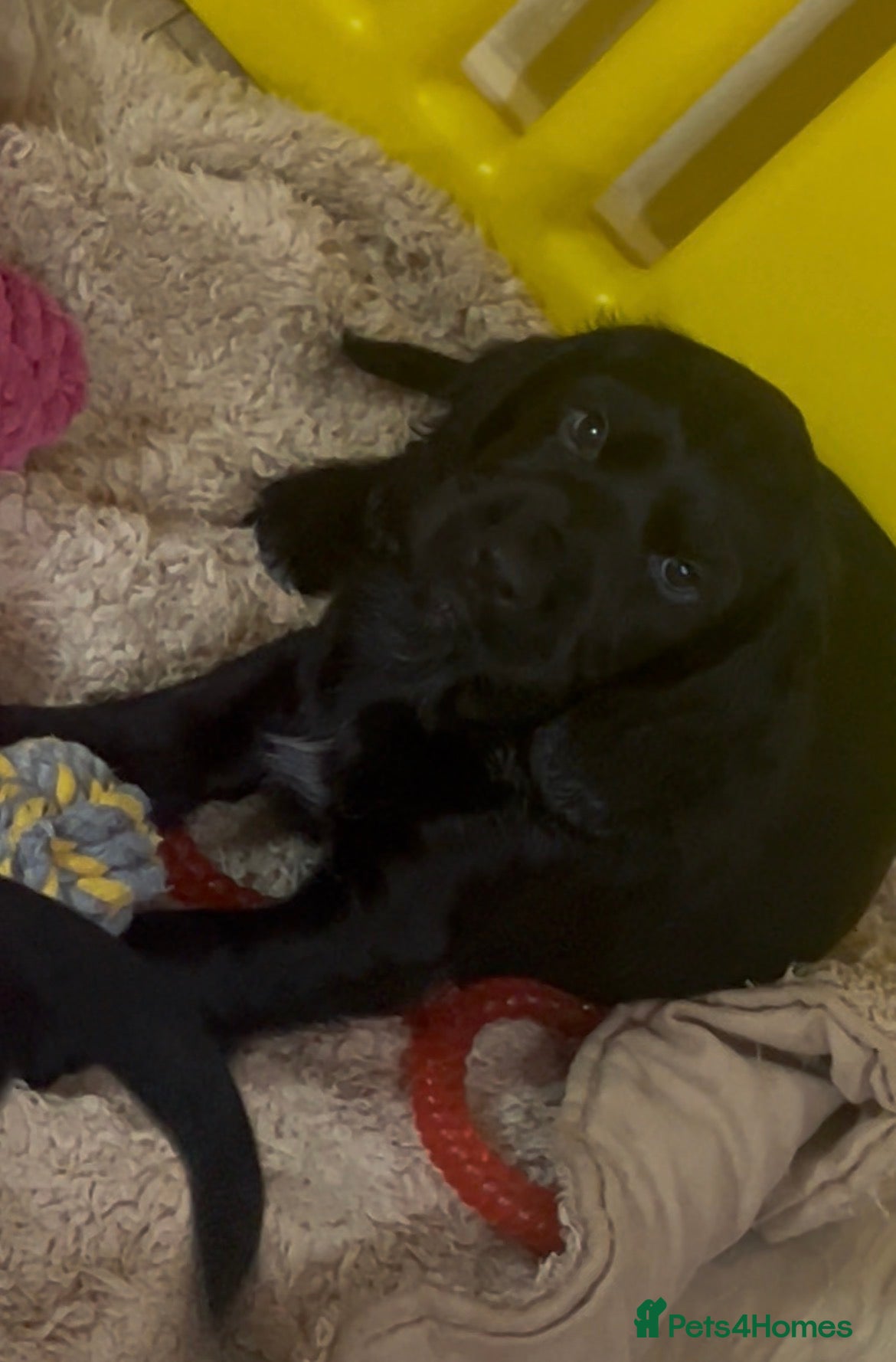 Cocker Spaniel dogs Stunning Cocker Spaniels Puppies’s 💖💙💖💙 - Advert 2