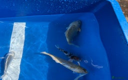 Koi Carp fish for sale: Various koi carp - Image 16