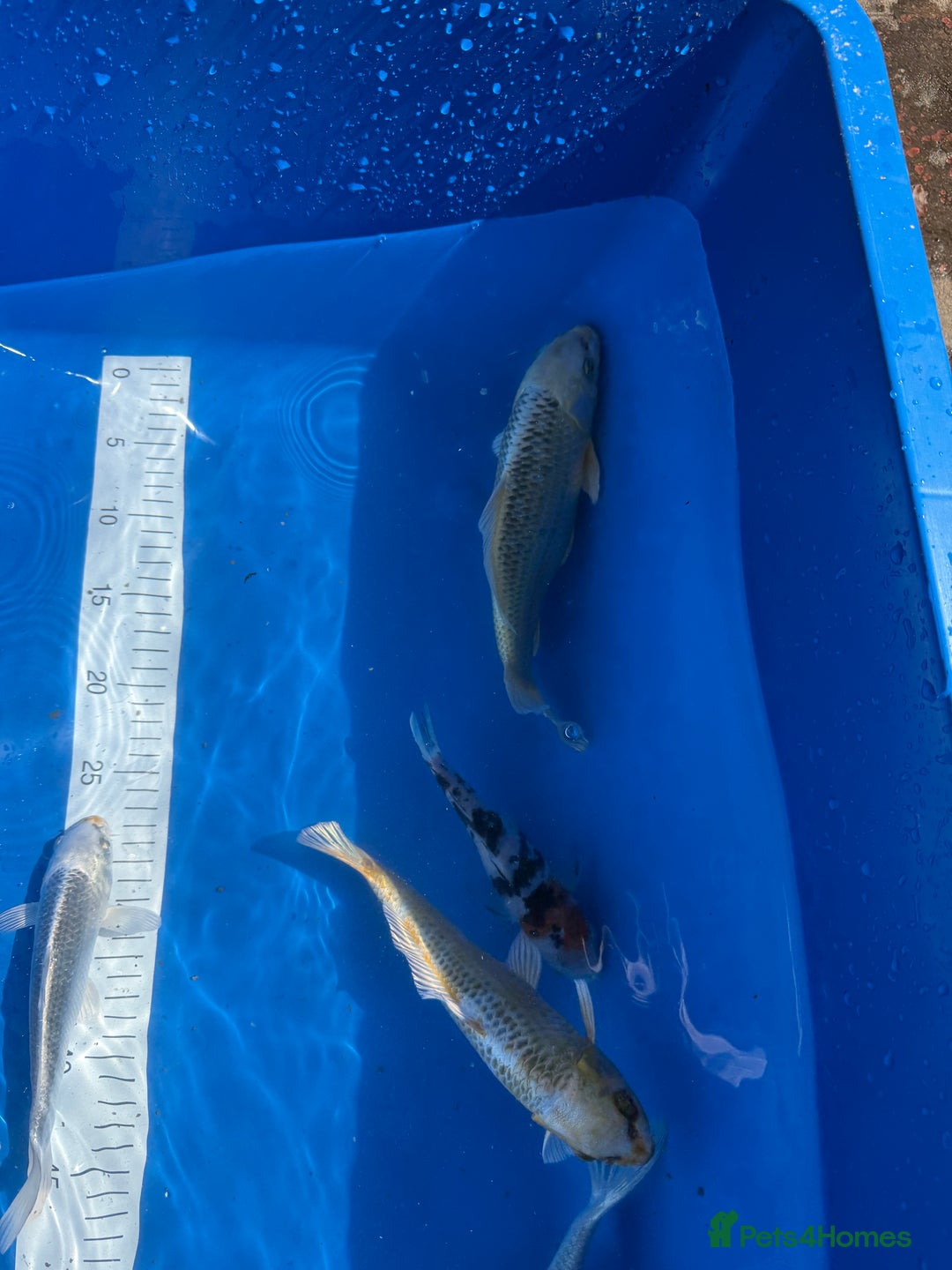 Koi Carp fish for sale: Various koi carp - Image 16