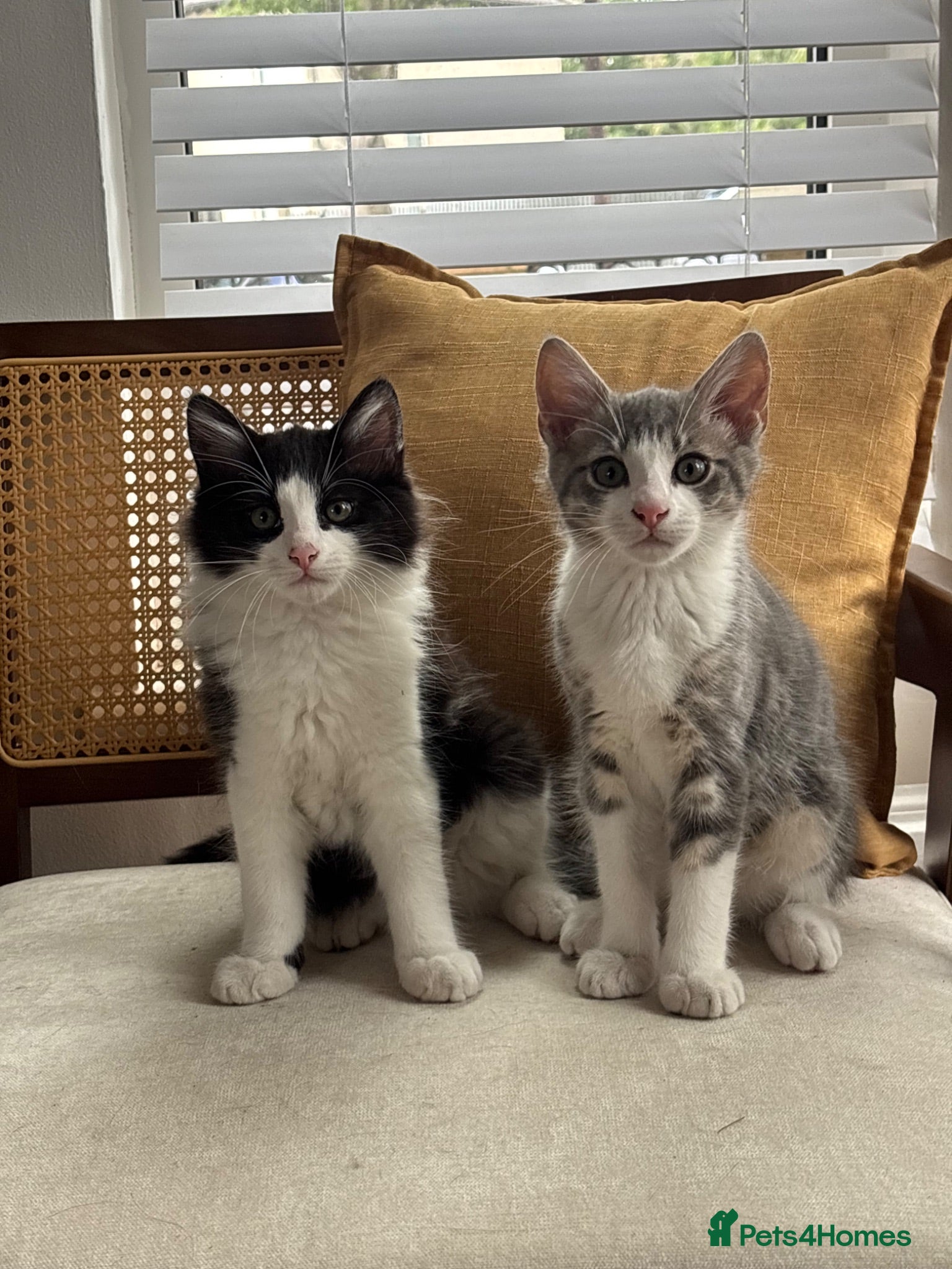 Mixed Breed cats 2 Amazing Boy Kittens - Advert 4