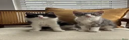 Mixed Breed cats for sale: 2 Amazing Boy Kittens - Advert 1