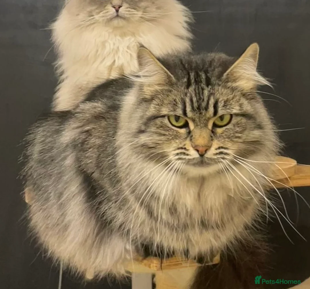 Siberian cats for sale:  Siberain retired  - Advert 2