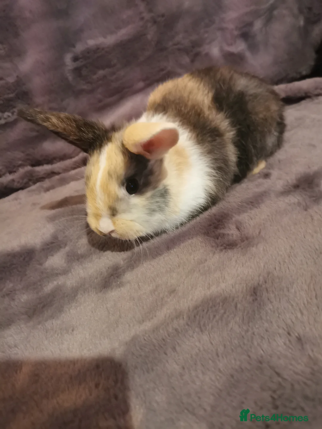 Mini Lop rabbits for sale: Beautiful Mini lop baby Rabbits  - Advert 5