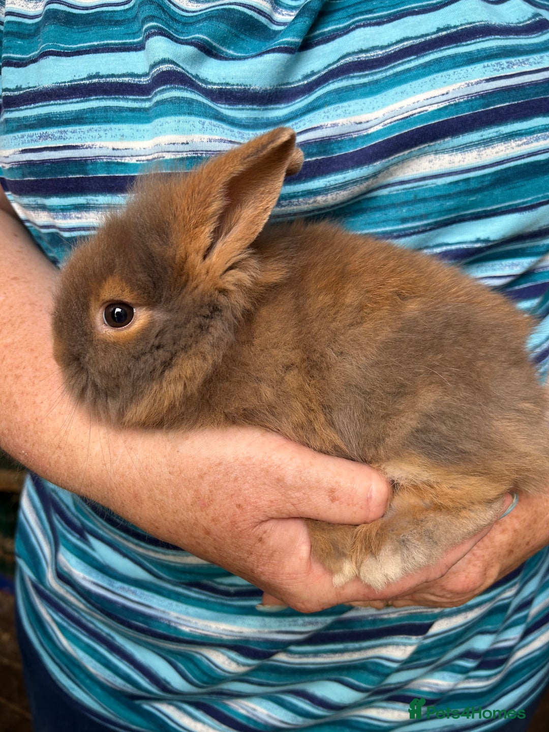Lionhead rabbits for sale: Lionheads  - Image 5