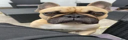 French Bulldog dogs for adoption: FRANK & MILO FRENCHIES ADOPTION IN WESTCOUNTRY - Advert 12