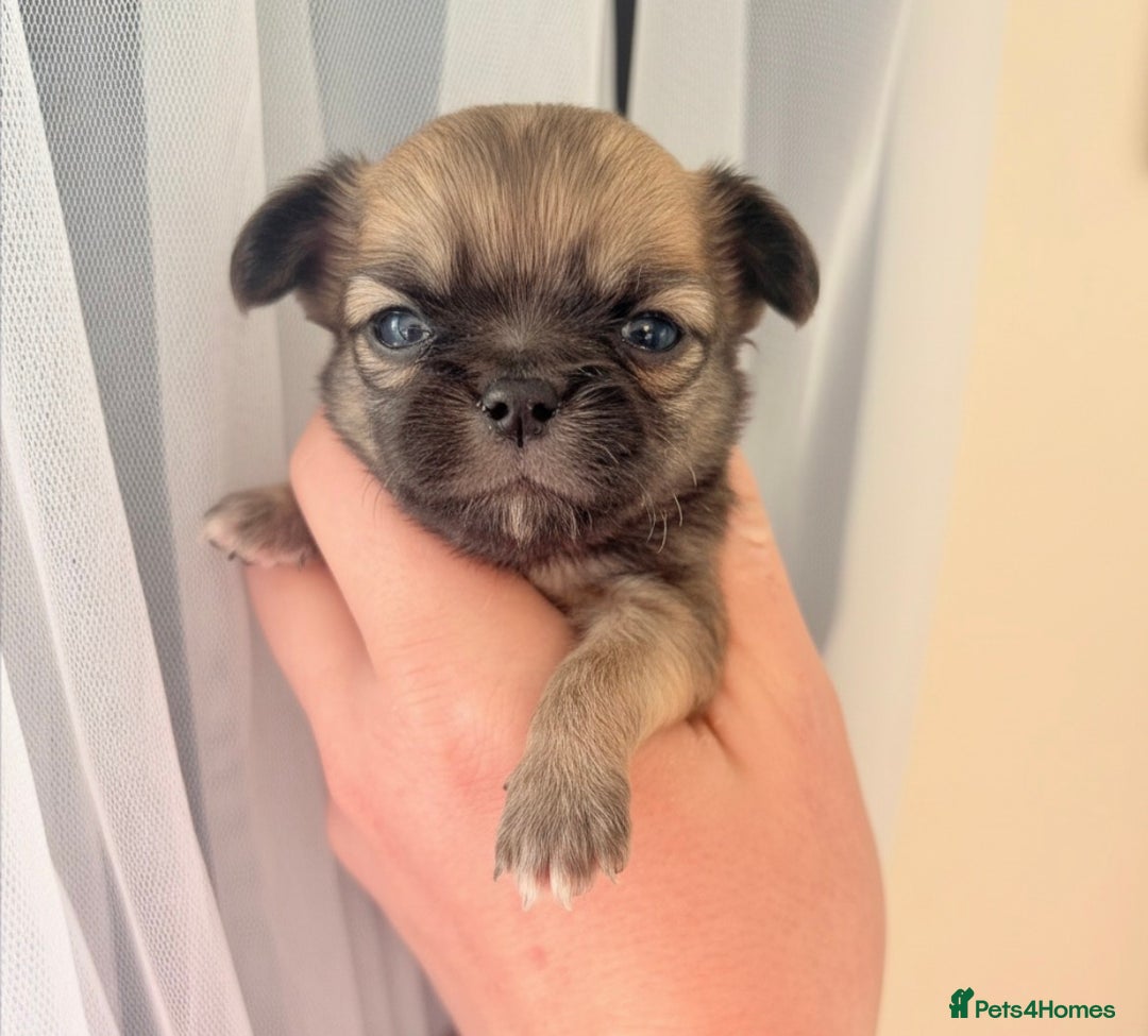 Chihuahua dogs for sale: True quality long coat  - Advert 1