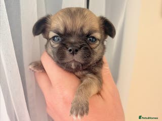 Chihuahua dogs True quality long coat - Advert 14