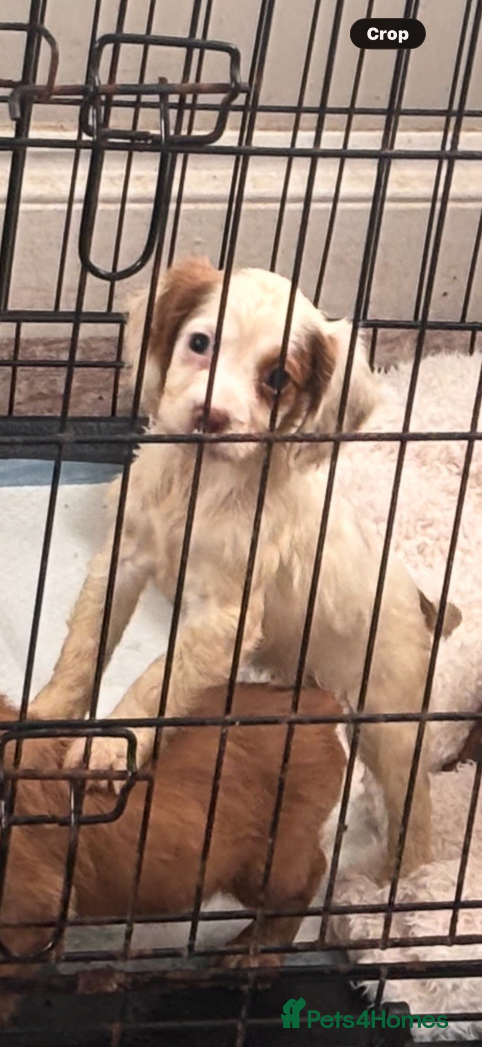 Cocker Spaniel dogs White n red cocker spaniel girl  - Advert 10