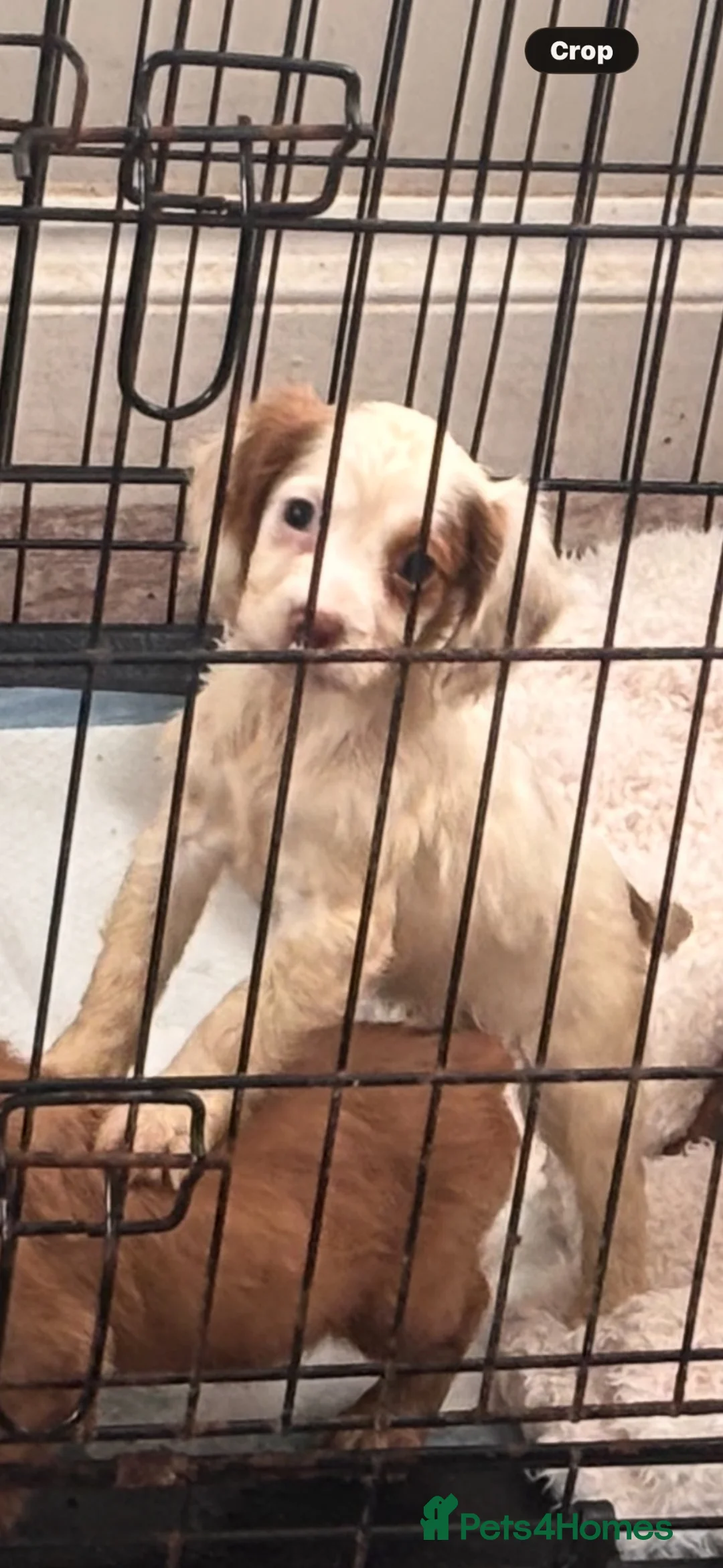 Cocker Spaniel dogs for sale: White n red cocker spaniel girl  - Advert 1