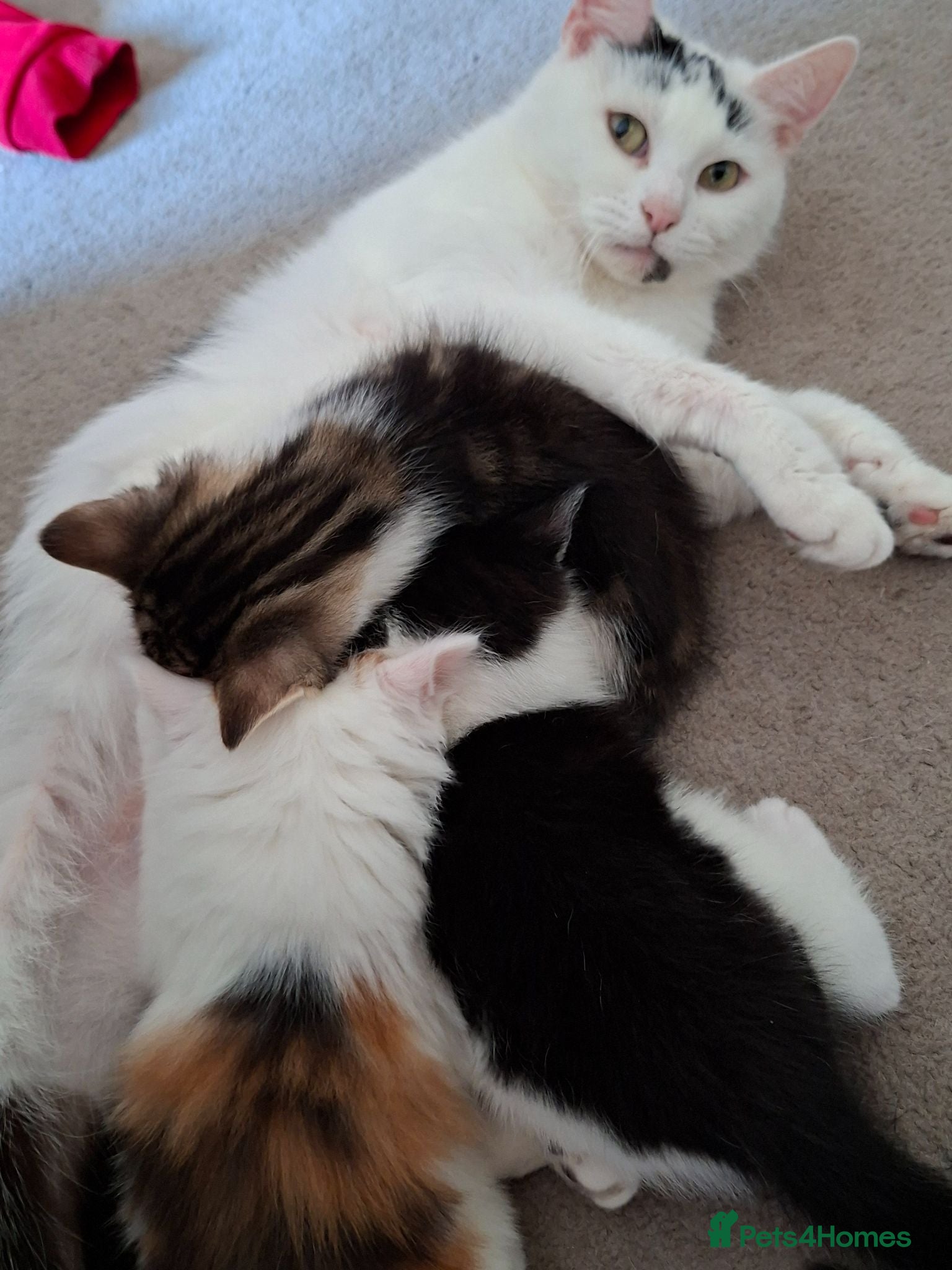 Mixed Breed cats Beautiful, Fully Litter-Trained Kittens Ready Now - Advert 1