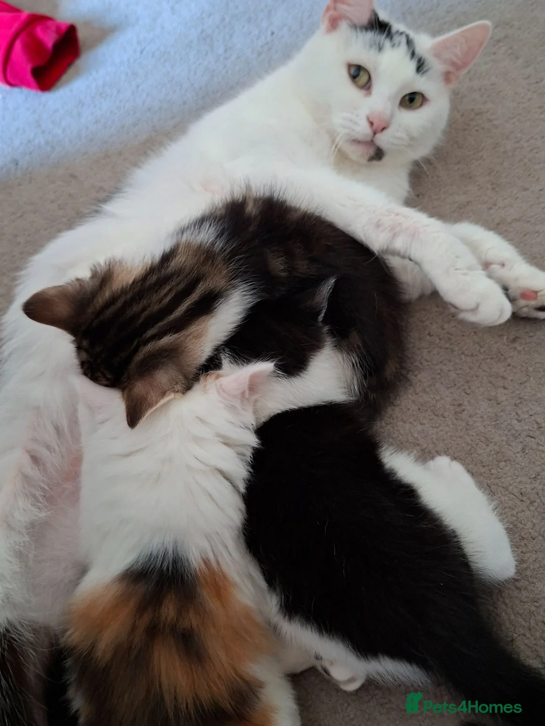 Mixed Breed cats for sale: Beautiful, Fully Litter-Trained Kittens Ready Now - Advert 1