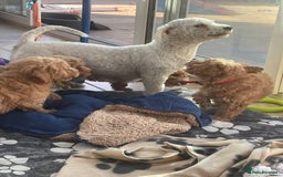 Poochon dogs for sale: Poochon girl and boys💥 - Image 8