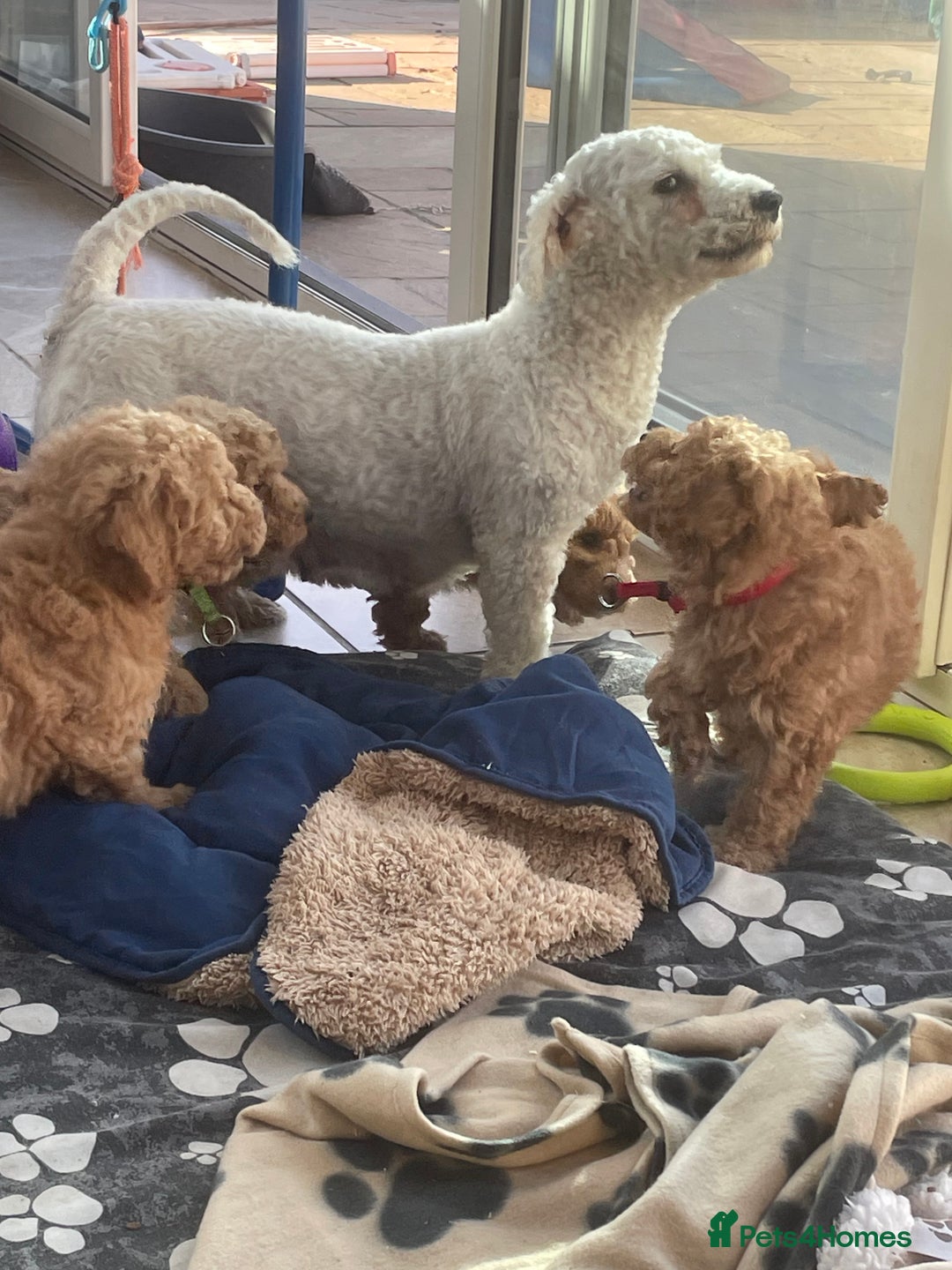 Poochon dogs for sale: Poochon girl and boys💥 - Image 8