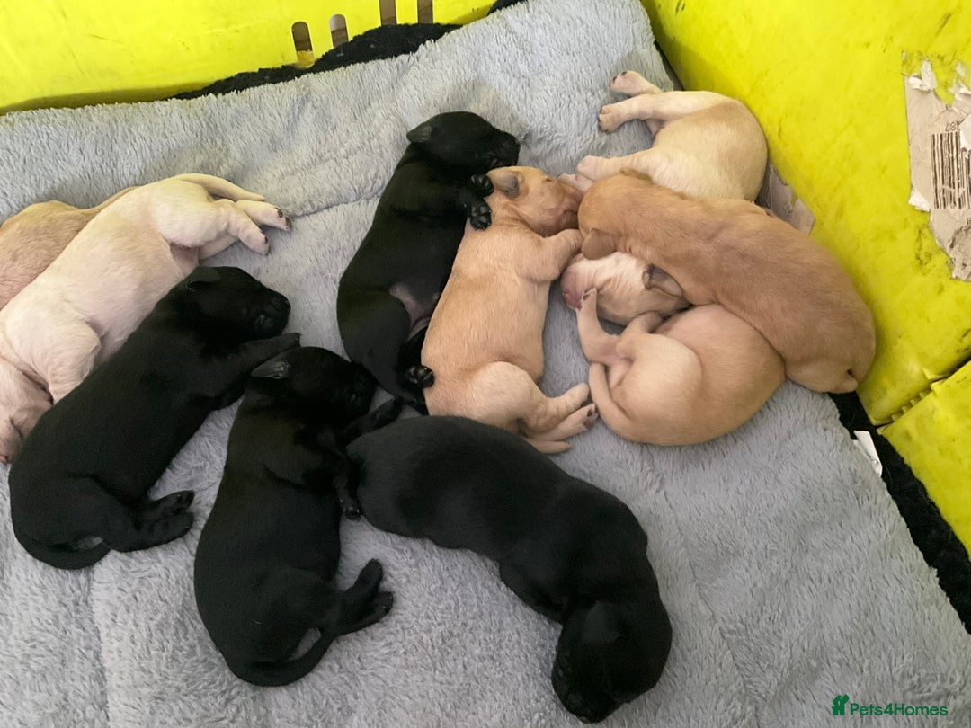 Labrador Retriever dogs for sale: Labrador Pups - Image 9