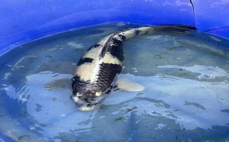 Koi Carp fish - Advert 1