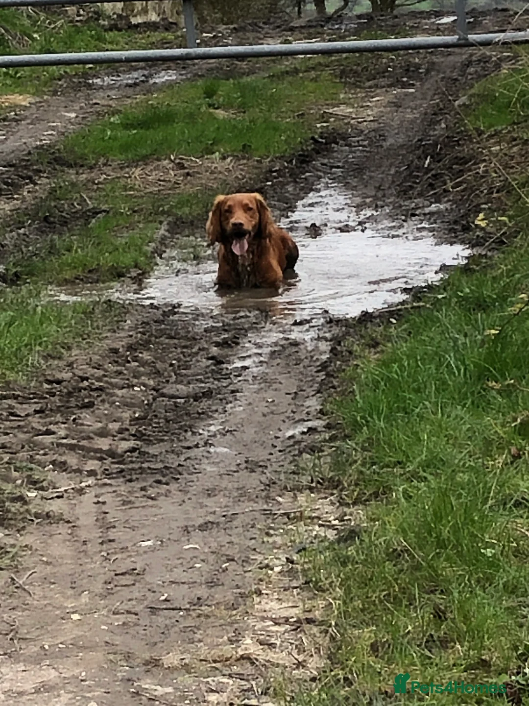 Cocker Spaniel dogs for stud: Health tested working cocker spaniel  in Devizes - Advert 8